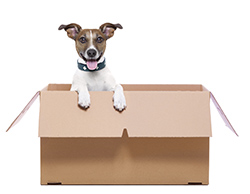 Пес в коробке